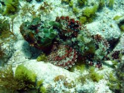 This Scorpionfish was seen this April in Isla Mujeres. Hi... by Bonnie Conley 